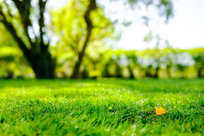 A close up of a lush green field with trees in the background.