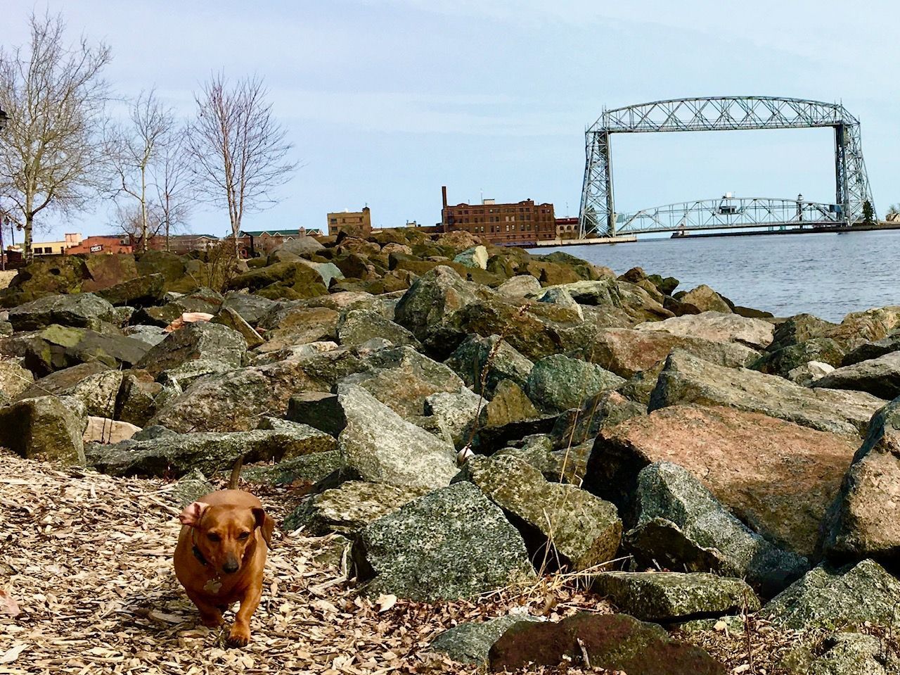 A dog is running on a rocky beach near a bridge.