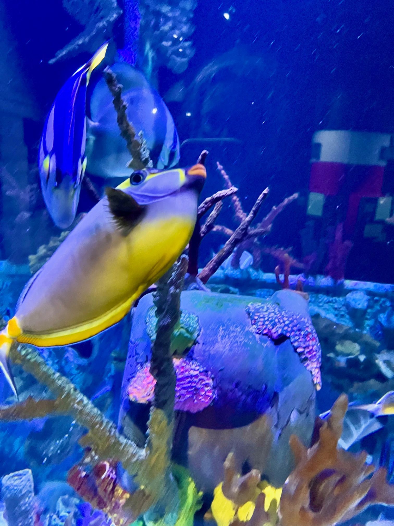 A fish with a yellow head is swimming in an aquarium