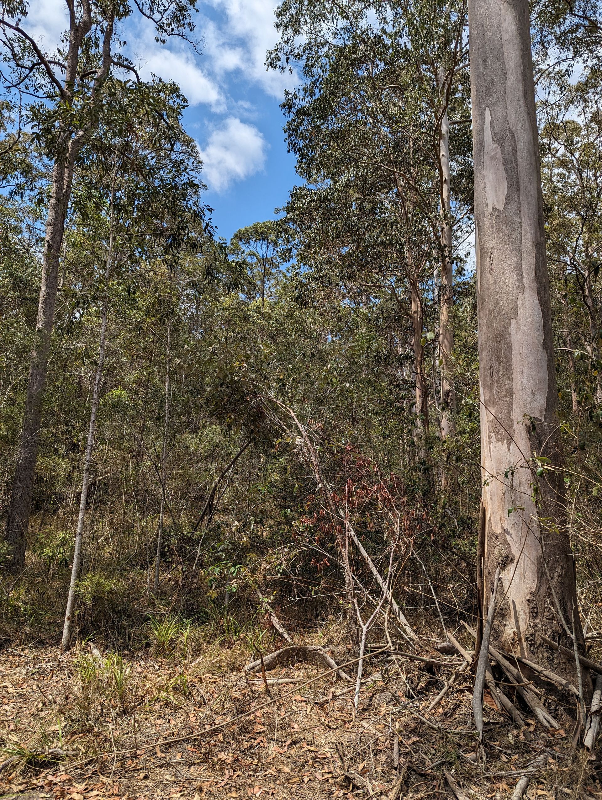 BEFORE - overgrown bushland.