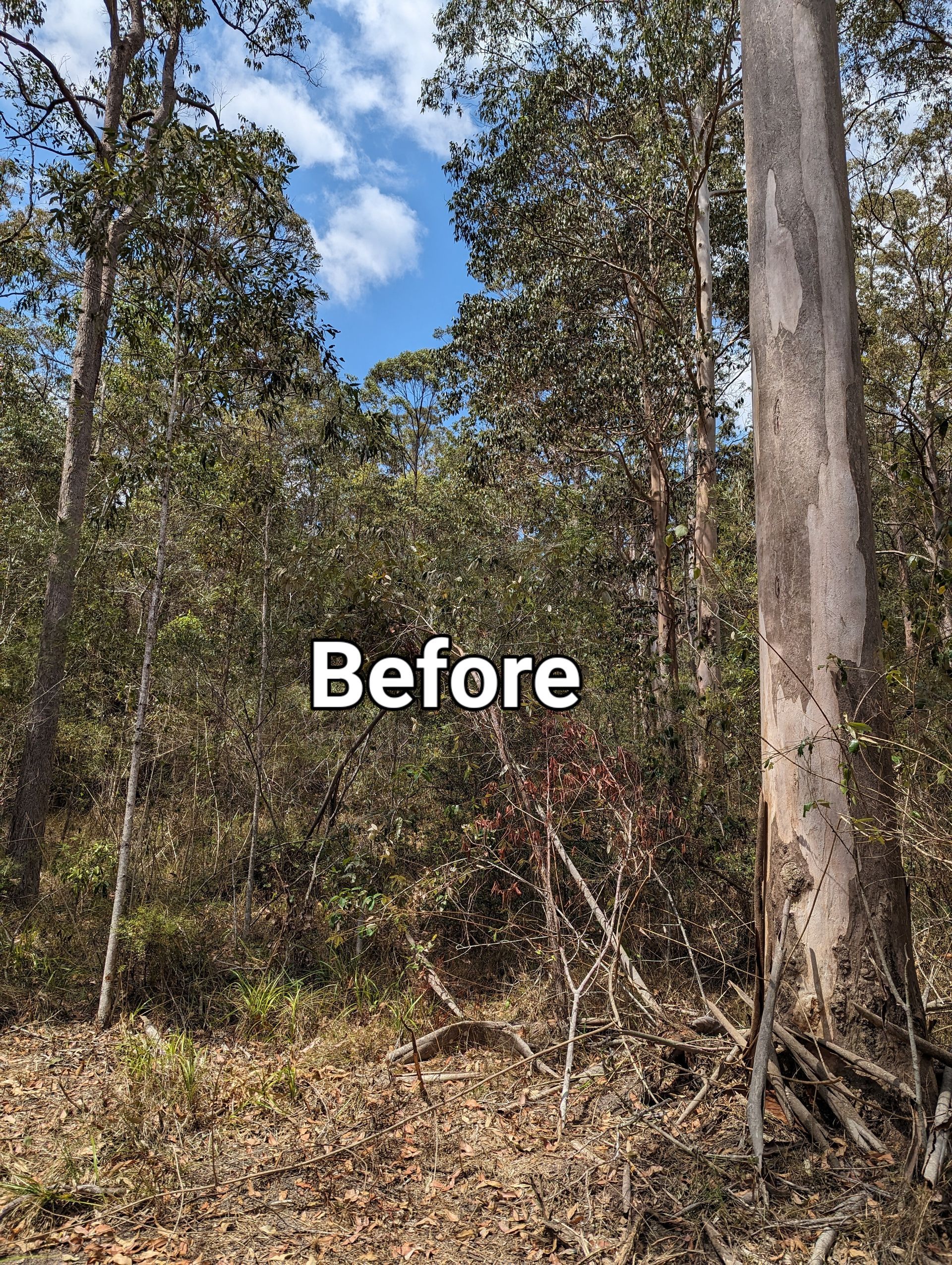 Before - overgrown, fire risk, unusable land.
