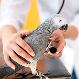 Checking Heart Bit of a Bird — Vet Service in Wulagi, NT