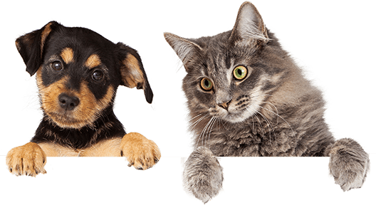 Kitten and Puppy — Vet Service in Wulagi, NT