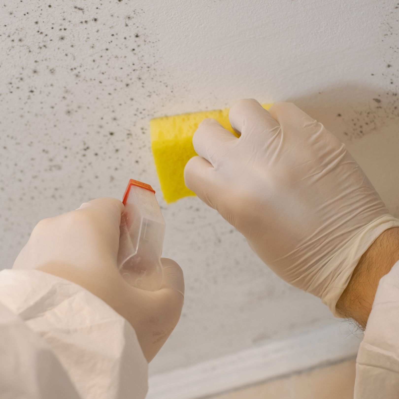 A person in protective gear uses a yellow sponge to clean mold spots off a textured ceiling.