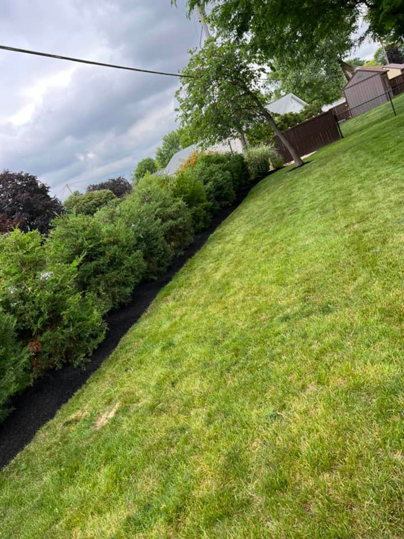 A lush green lawn with a fence and trees in the background.