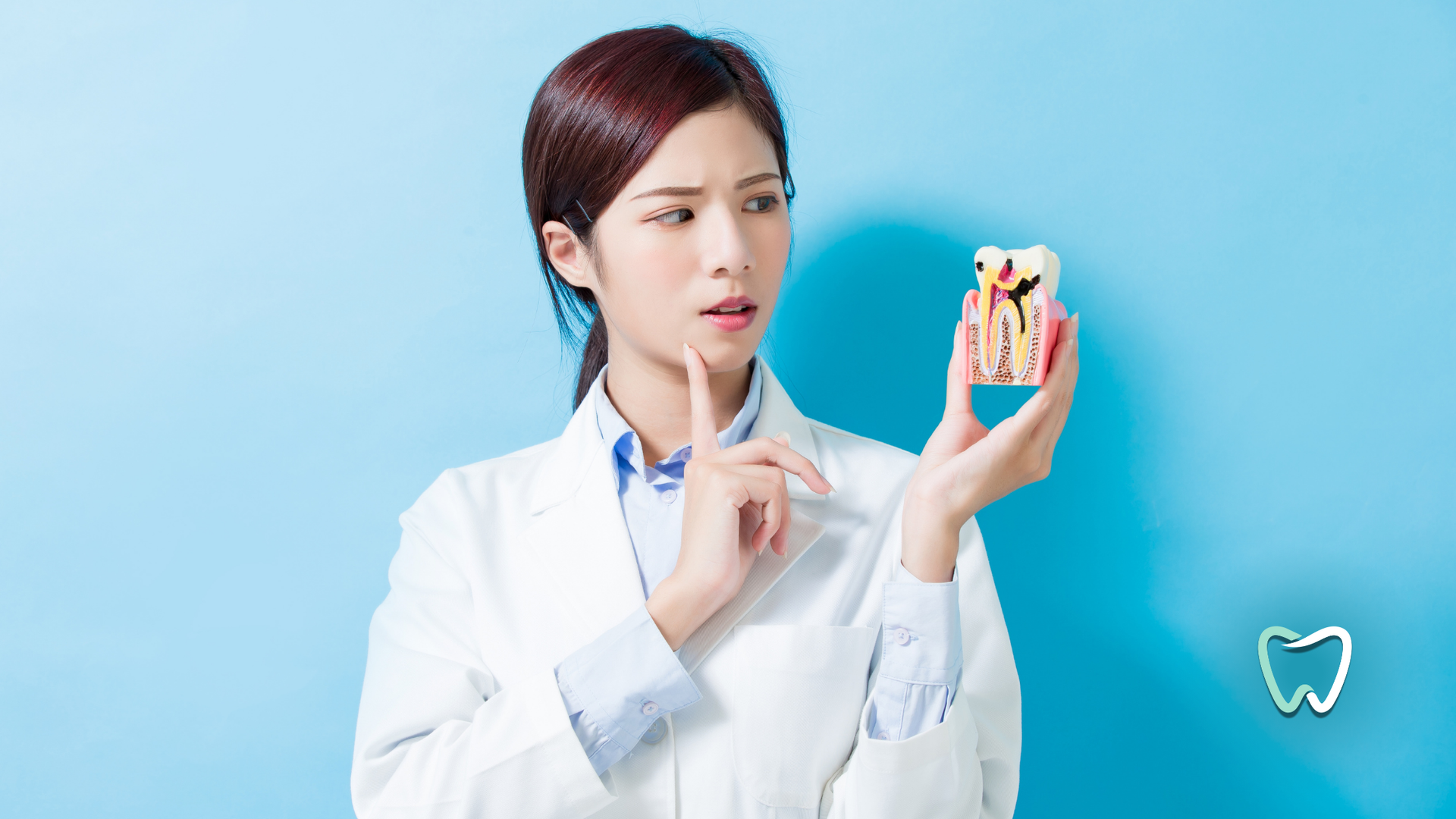 A female dentist is holding a model of a tooth in her hands.