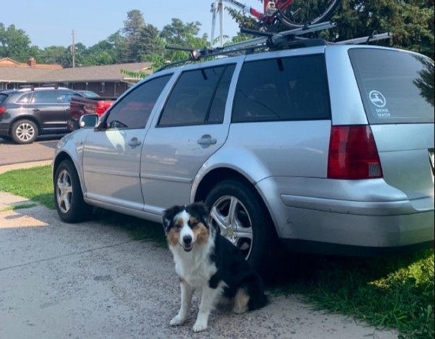 a dog standing next to a silver station wagon