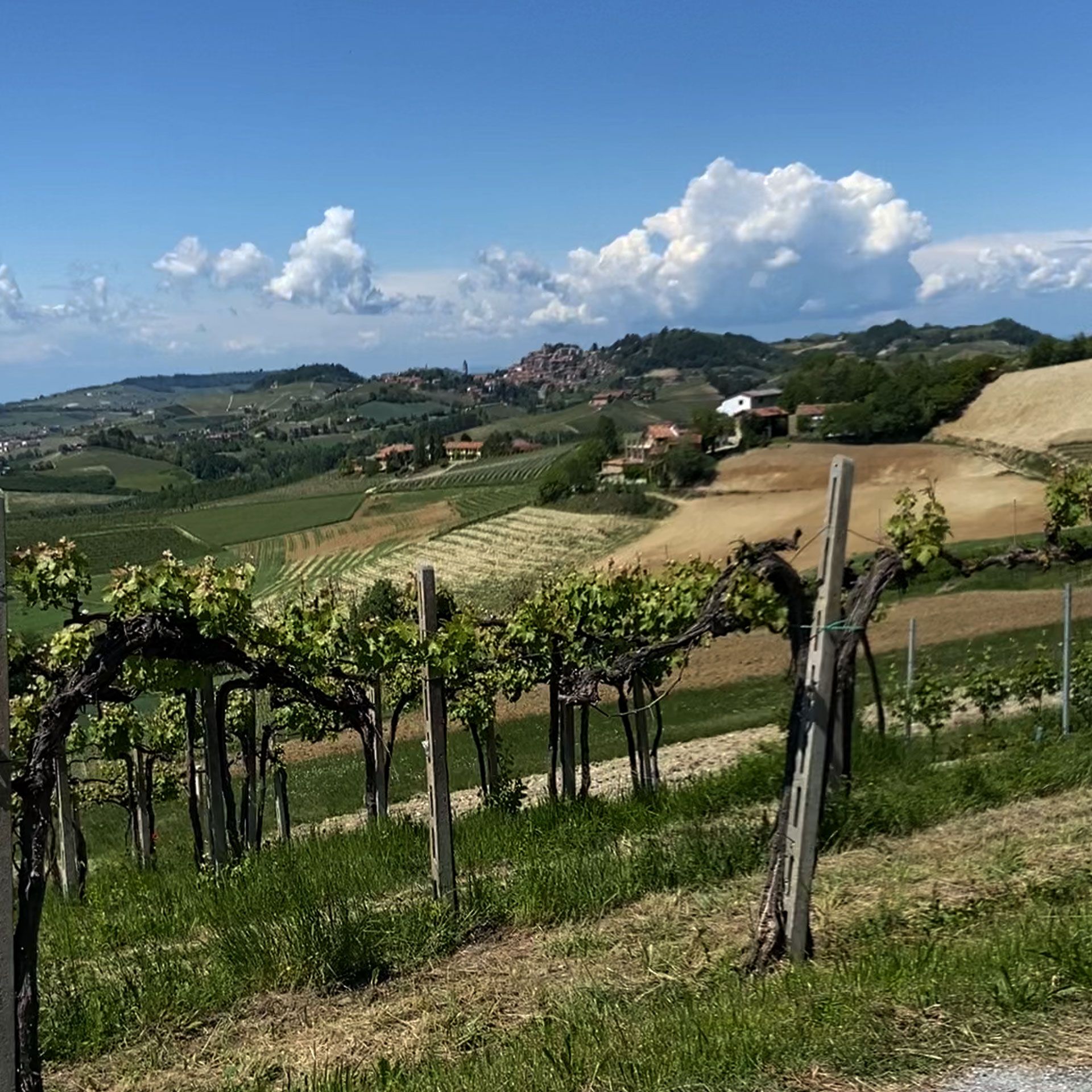 Een wijngaard met een blauwe lucht en wolken op de achtergrond