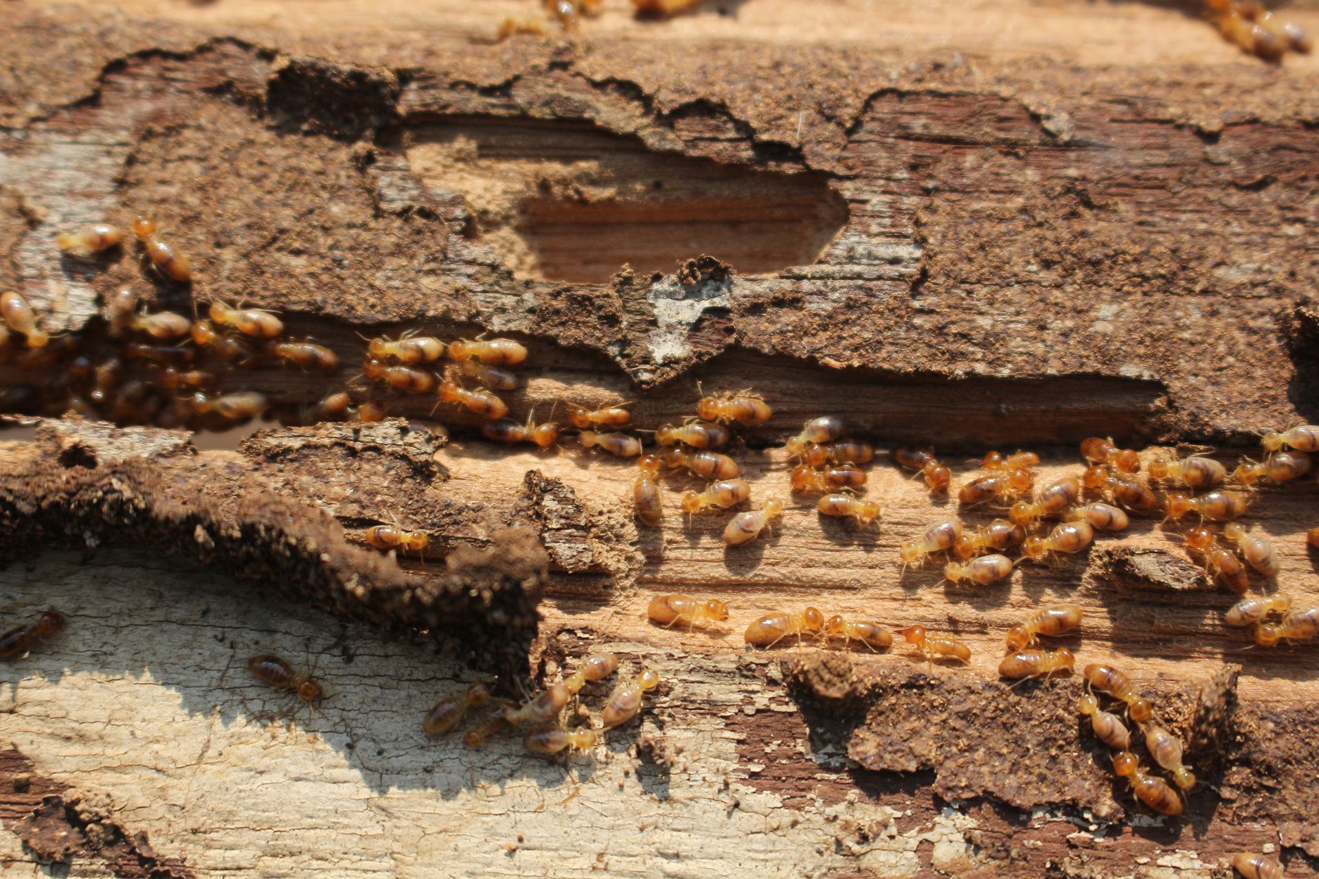 Termites Eating Into Wood, Visible Brown Insects, Wood Damage — FUMATEX In Wauchope, NSW