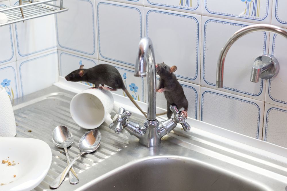 Two dark rats are on a kitchen sink, one perched on a mug and the other standing on the faucet handles  — FUMATEX In Port Macquarie, NSW