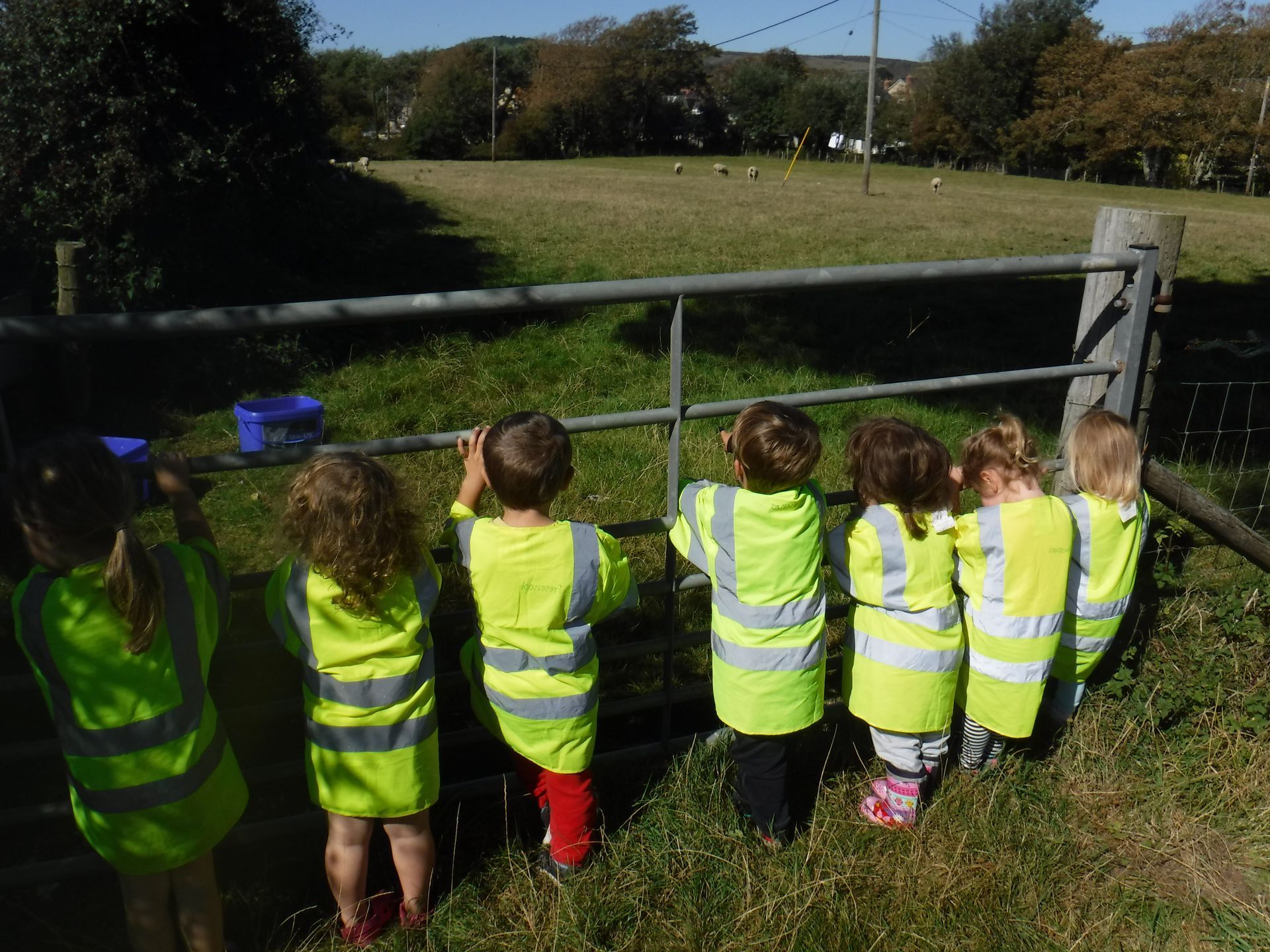 A group of children are looking over a fence at a field of sheep.