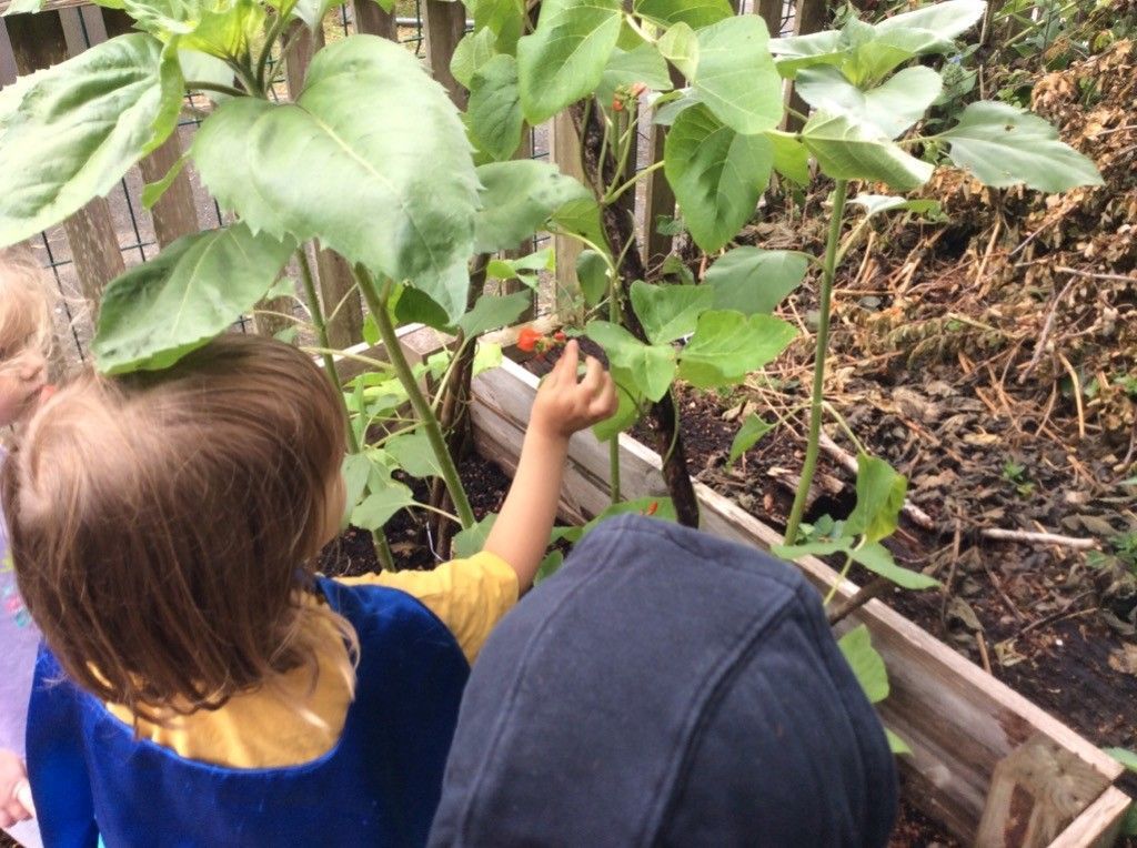 Two children are looking at a plant in a garden.