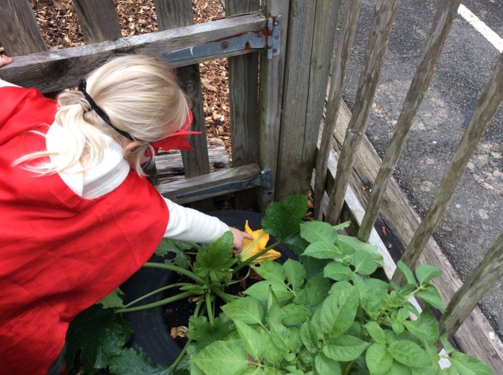 A woman in a red cape is picking flowers in a garden.