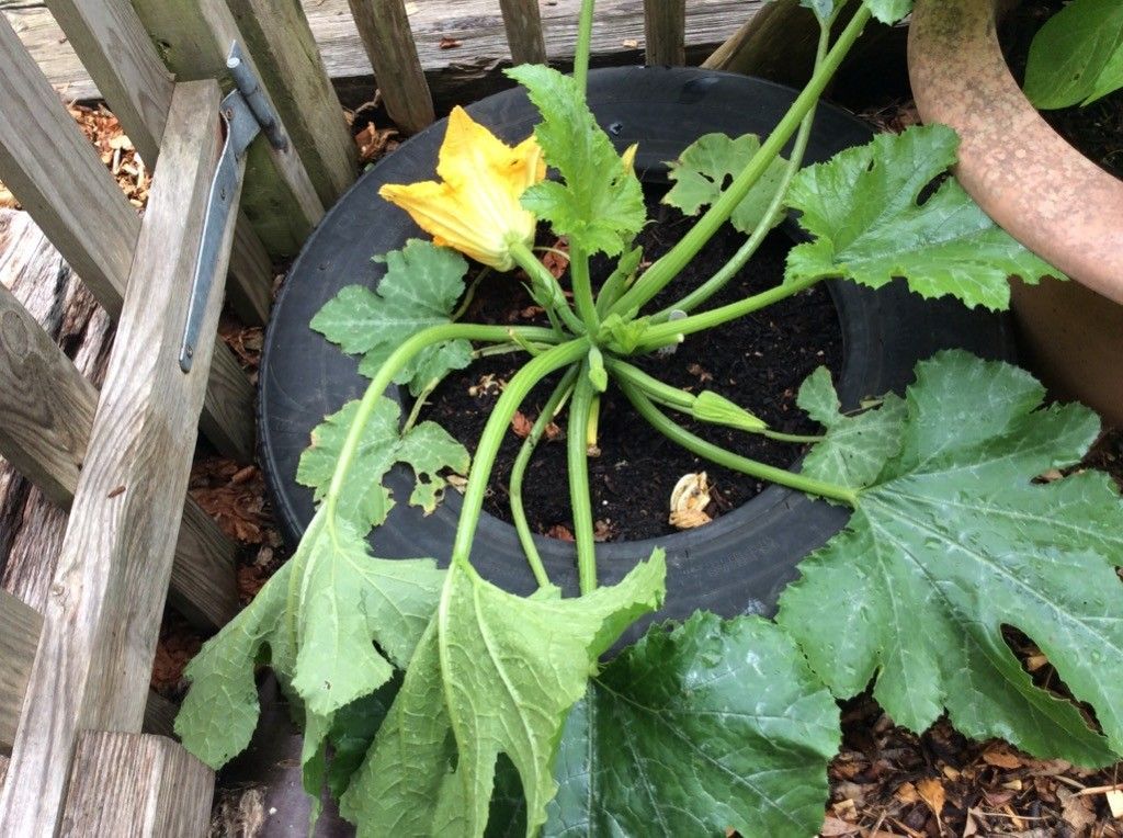 A plant with a yellow flower is growing in a tire.