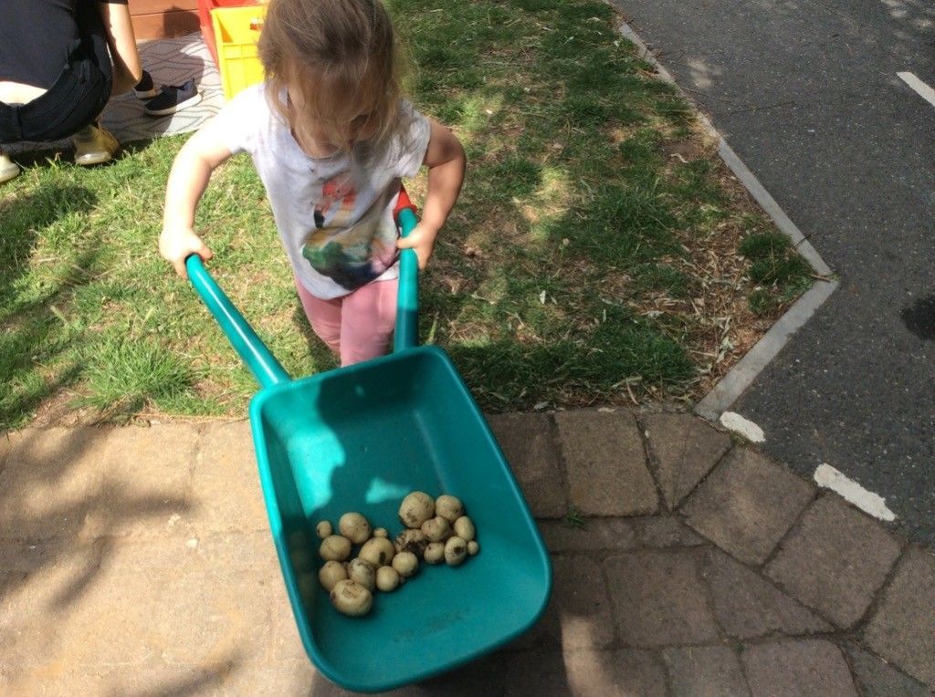 A little girl is pushing a wheelbarrow full of potatoes.