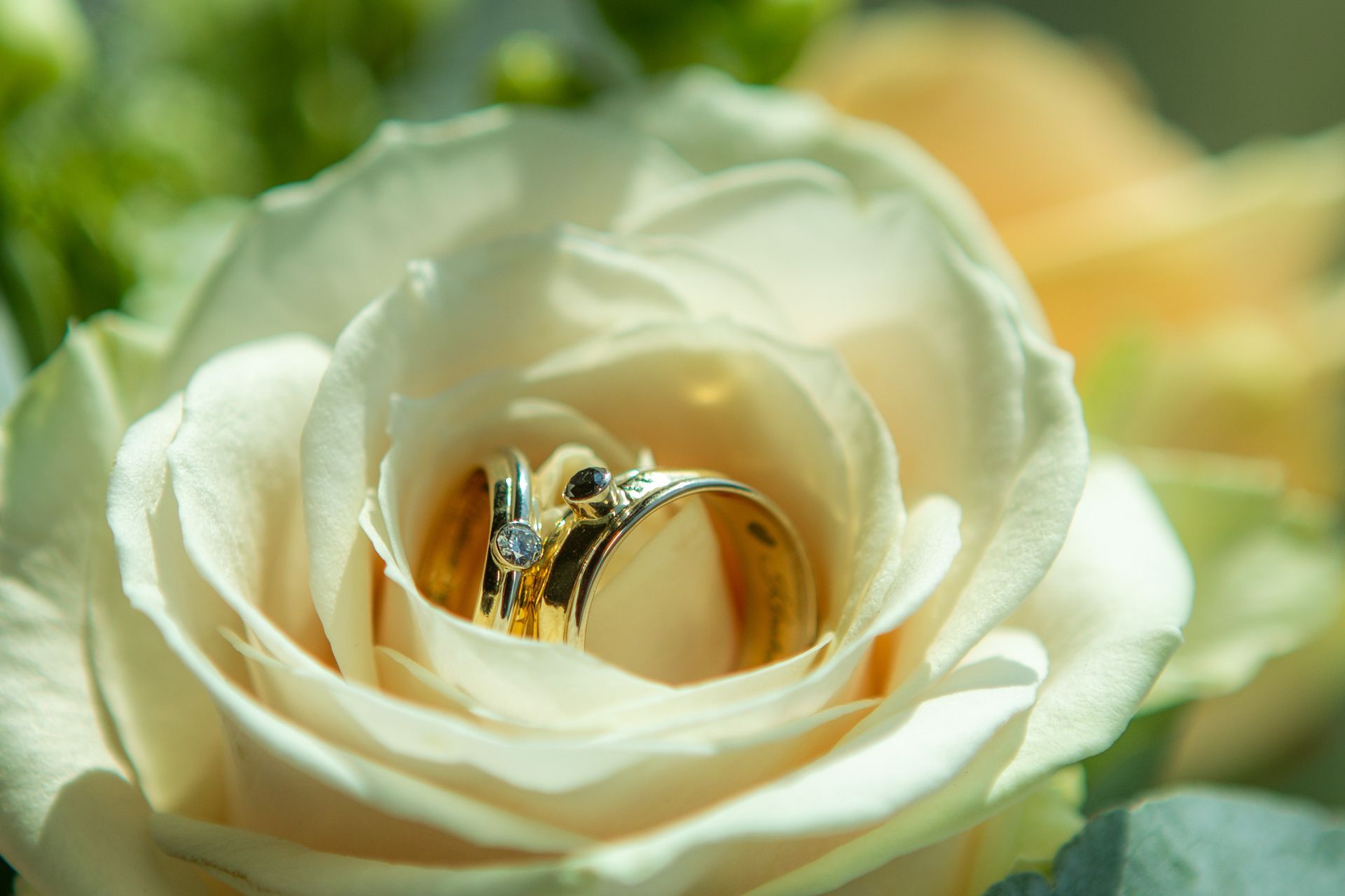 Trouwringen in een crèmekleurige roos, close-up met andere bloemen op de achtergrond.
