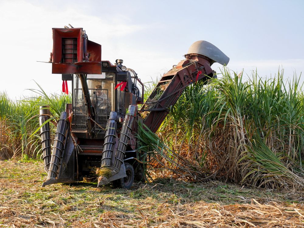 Sugarcane Harvester Cutting Through a Field of Tall Green — North Queensland Hard Facing (NQHF) In Fredericksfield, QLD
