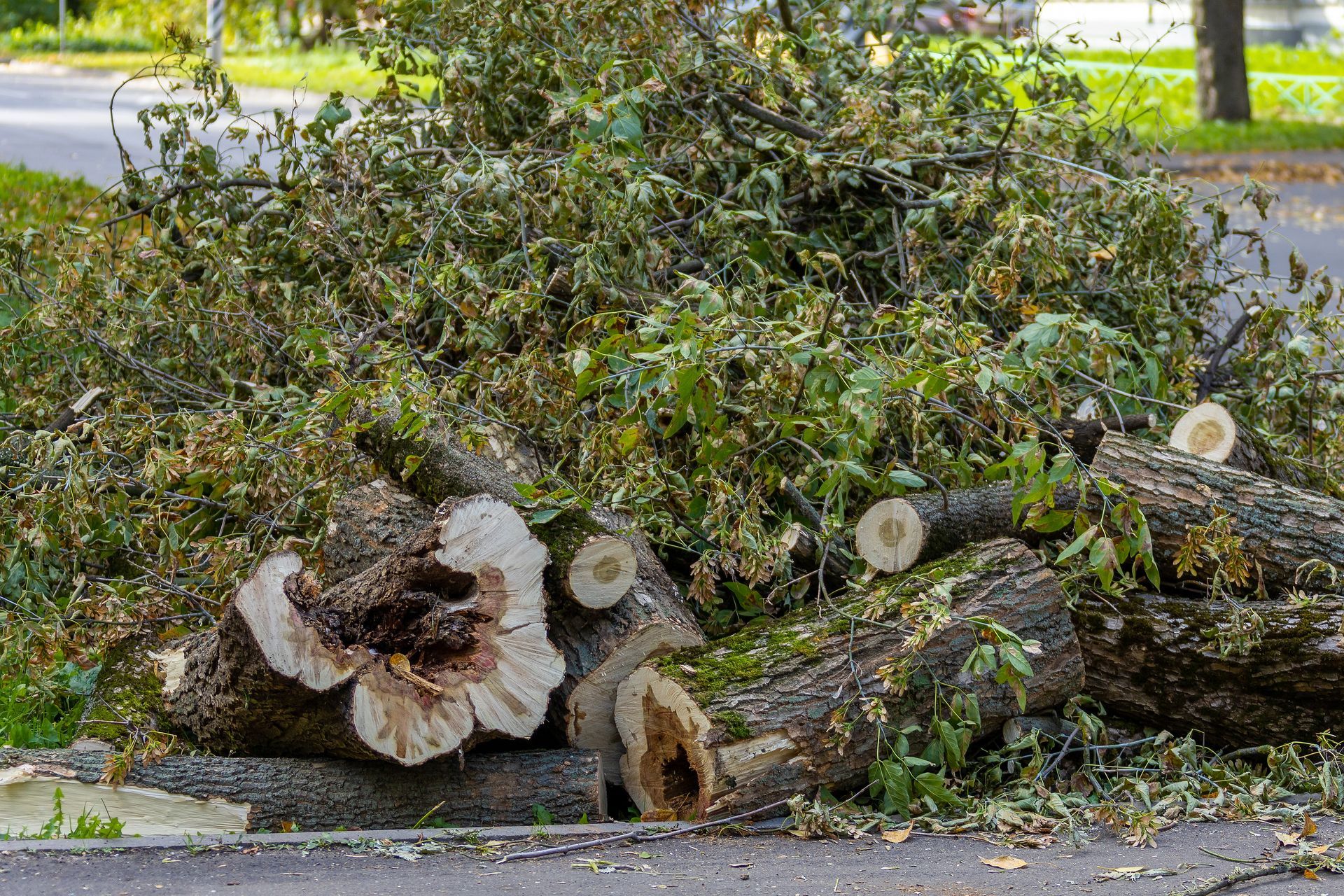 A pile of fallen trees on the side of the road.