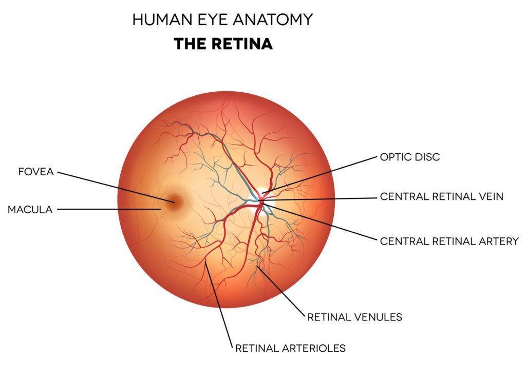 a diagram of the human eye anatomy showing the retina