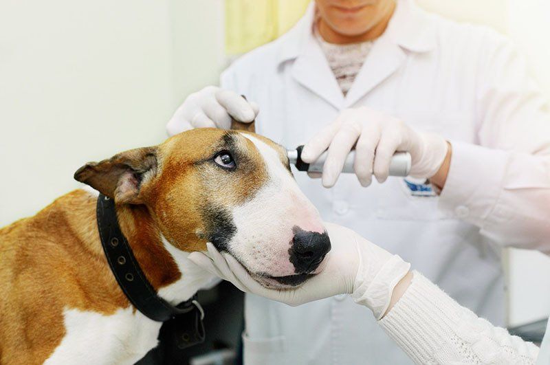 Veterinarian Examines The Auricle Of A Dog — Whitsunday Veterinary Surgery In Sugarloaf QLD