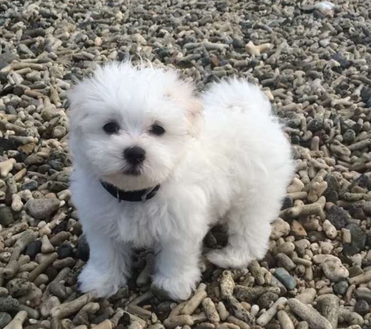 White Puppy — Whitsunday Veterinary Surgery In Sugarloaf QLD