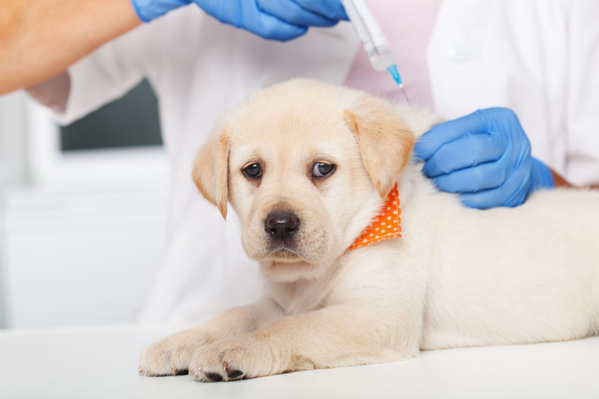 Cute Labrador Puppy Dog Getting A Vaccine — Whitsunday Veterinary Surgery In Sugarloaf QLD