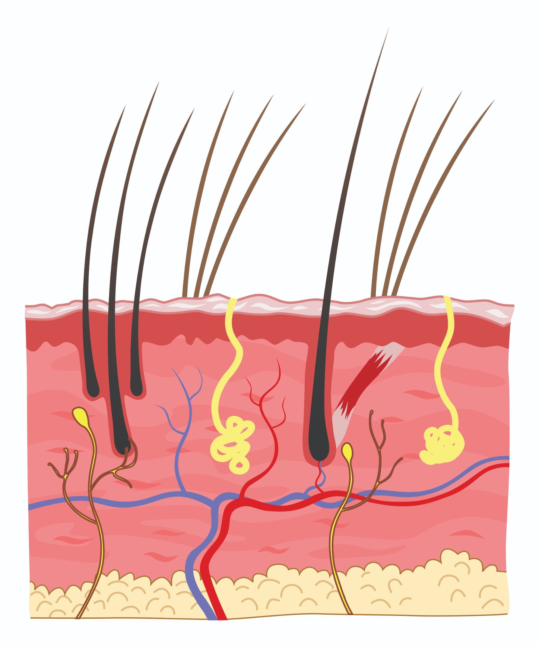 Cat Skin And Hair Structure Illustration — Whitsunday Veterinary Surgery In Sugarloaf QLD