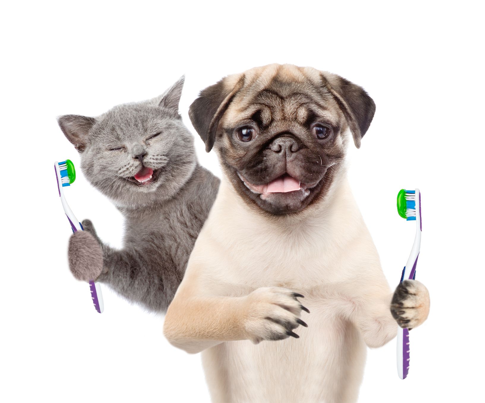 Happy Kitten And Pug Puppy Holding A Toothbrushes — Whitsunday Veterinary Surgery In Sugarloaf QLD