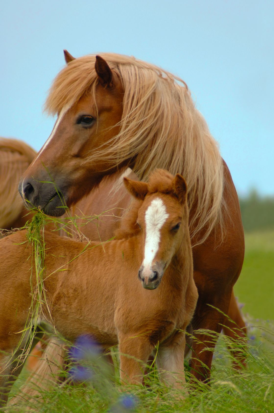 Icelandic Horses, Mare And Foal — Whitsunday Veterinary Surgery In Sugarloaf QLD