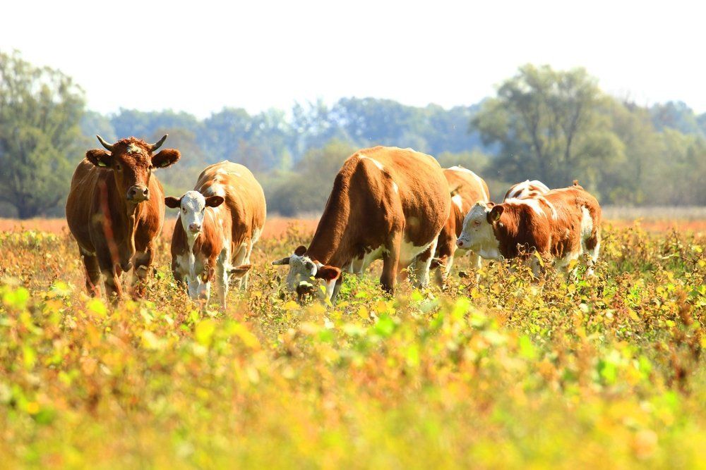 Eine Herde Kühe grast auf einem Feld.