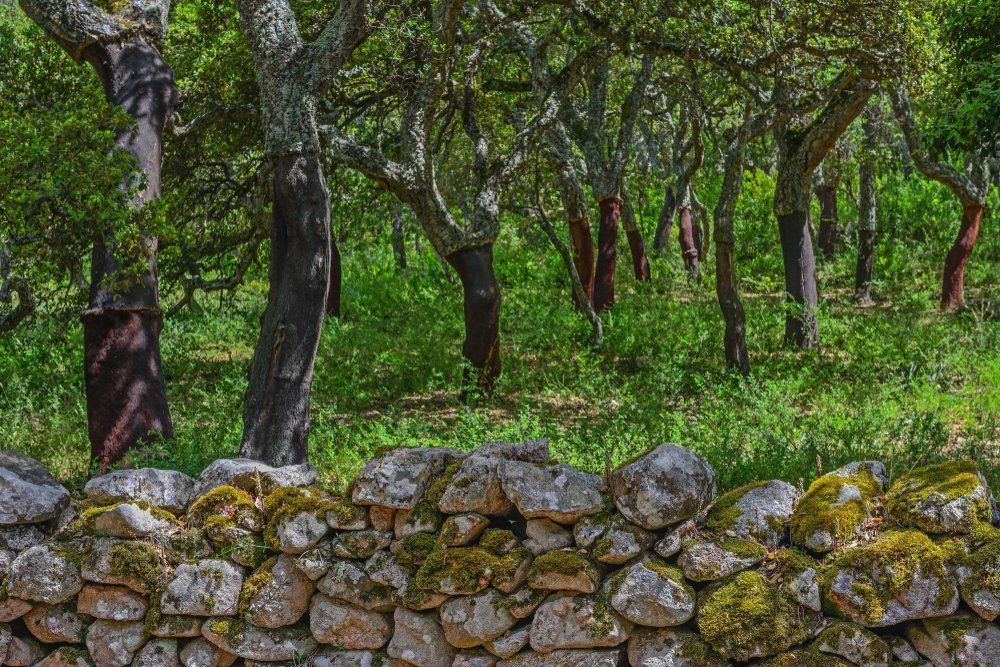 Eine Steinmauer, umgeben von Bäumen in einem Wald.