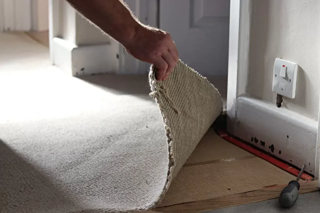 A person lifts a section of wall-to-wall carpet to reveal the subfloor near a doorway, with a screwdriver resting nearby.