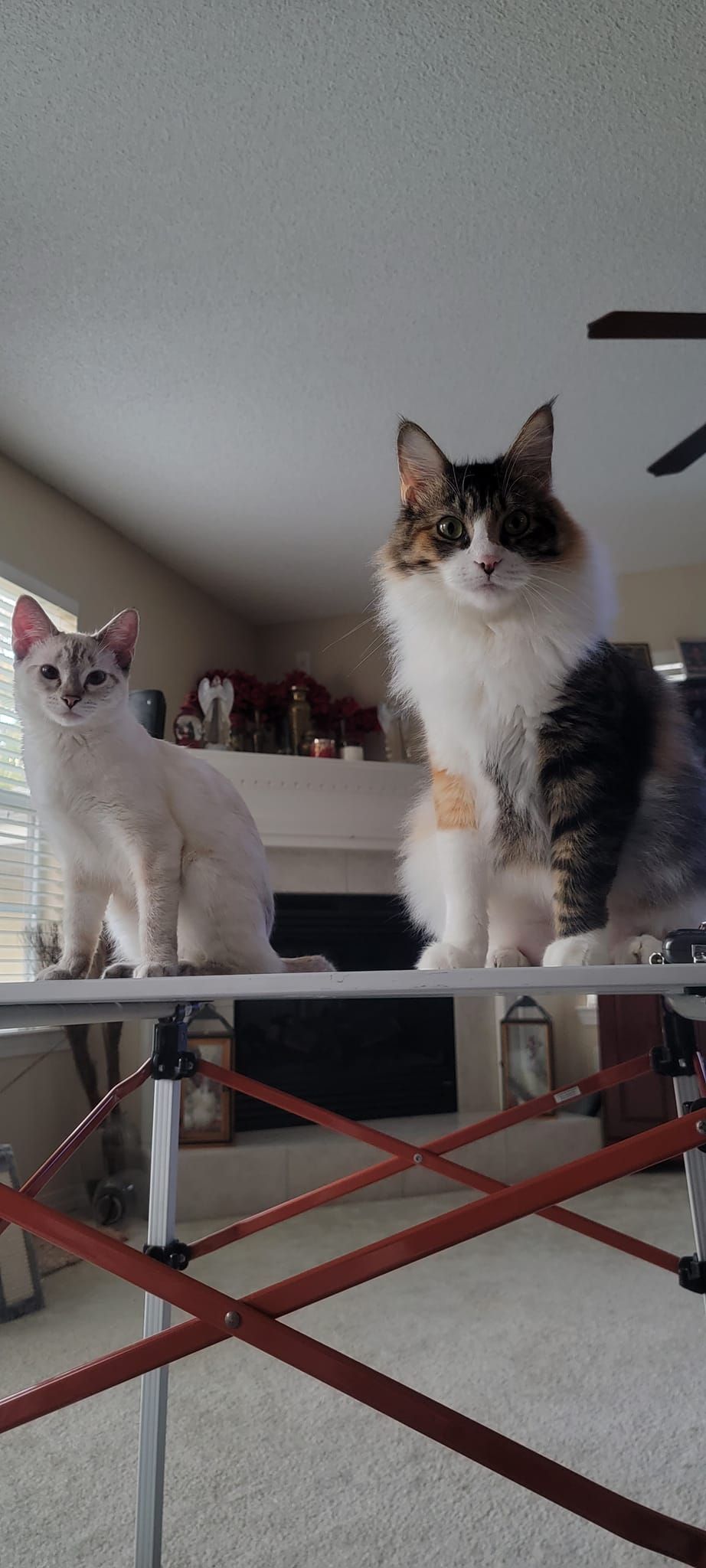 Two cats are sitting on a table in a living room.