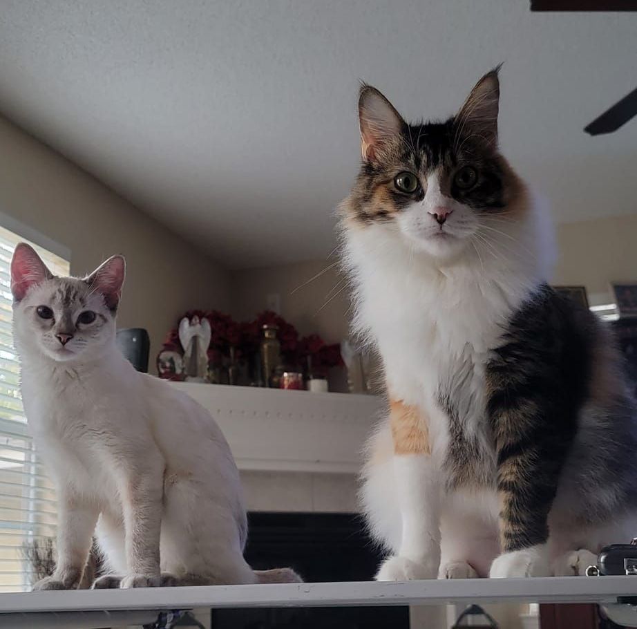 Two cats are sitting on a table in a living room.