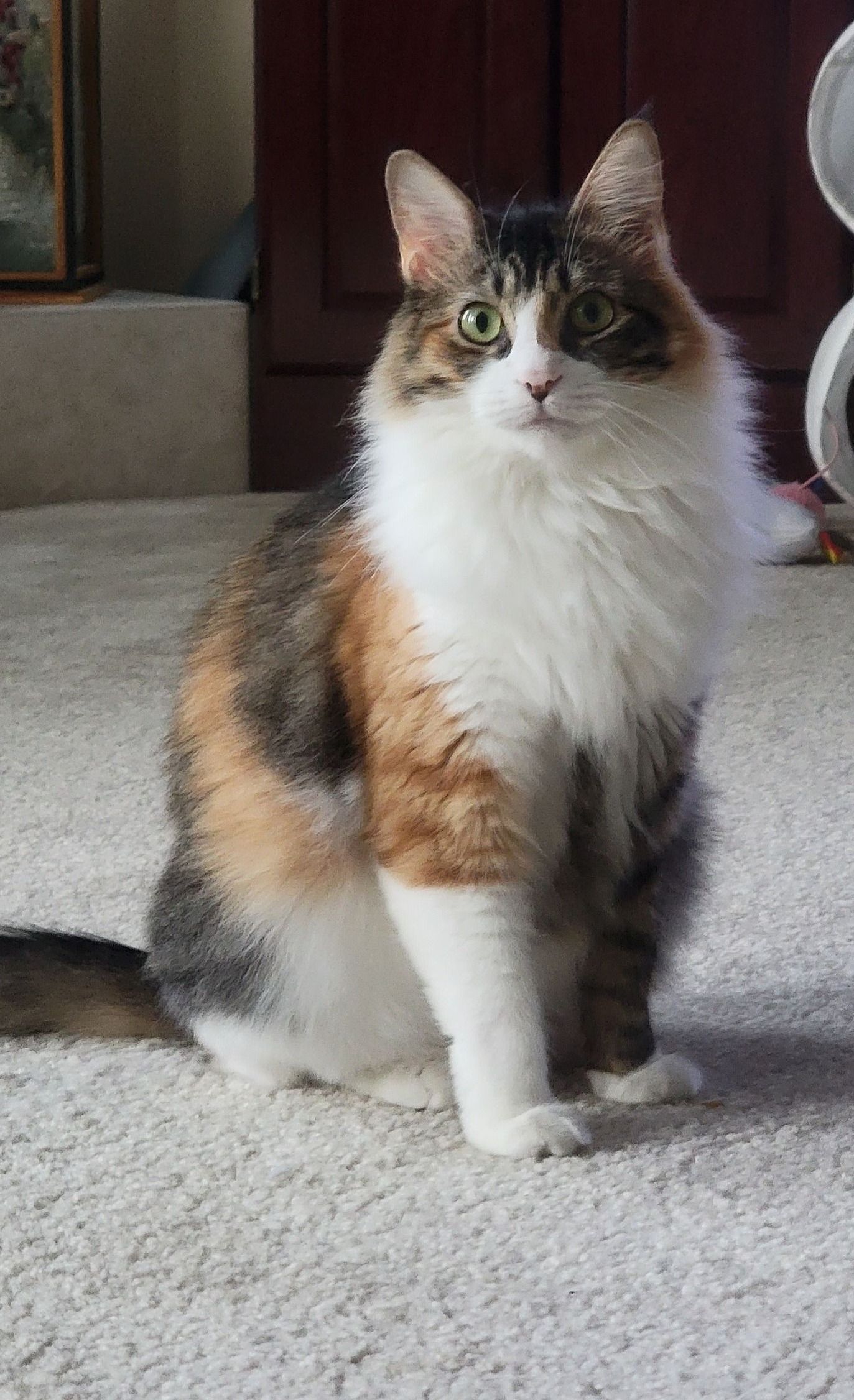 A calico cat is sitting on a carpet in a living room.
