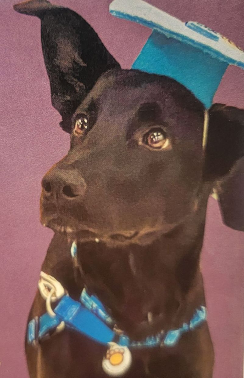 A black dog wearing a blue collar and a blue hat