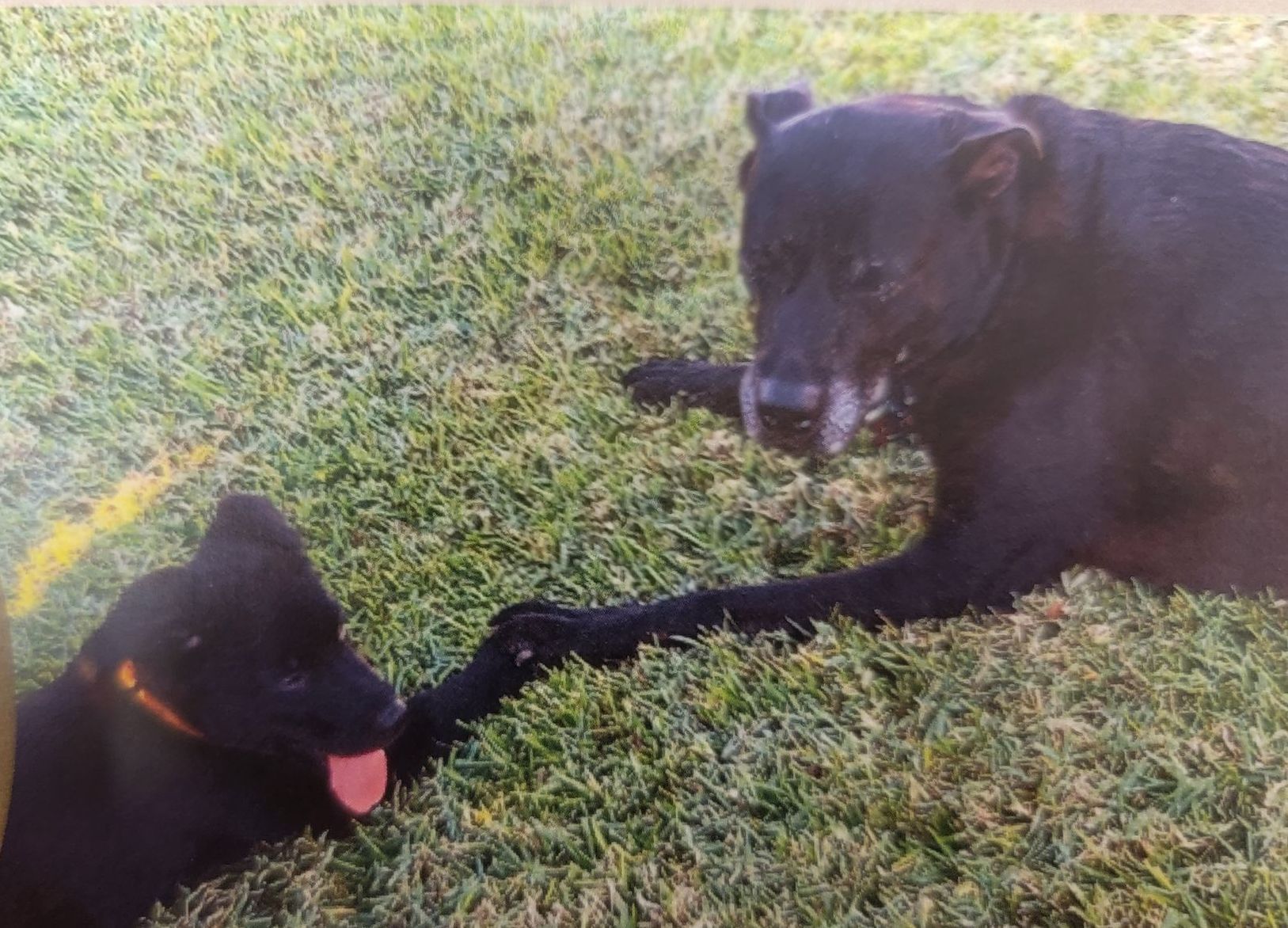 Two black dogs are laying in the grass.