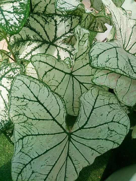 pianta da interno a foglie grandi