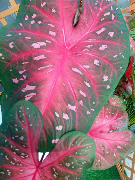 particolare di una foglia di una pianta da interno