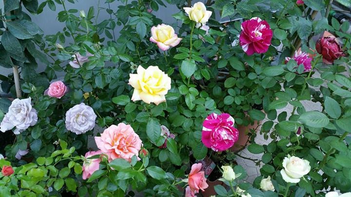 piante di rose in vendita