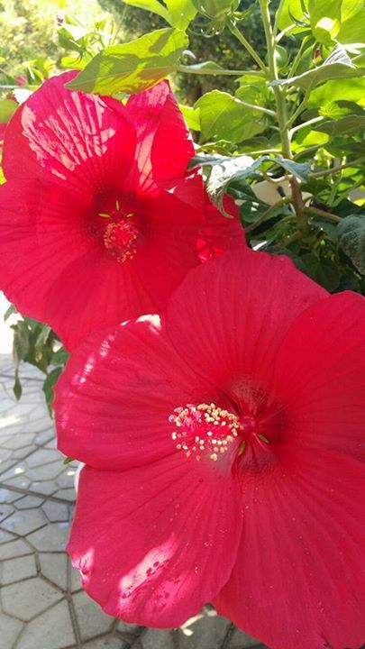 pianta da esterni con fiori rossi