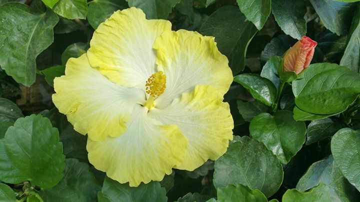 pianta da esterni con fiori gialli e bianchi