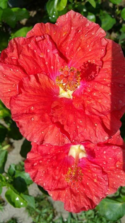 fiori rossi di una pianta pieno sole