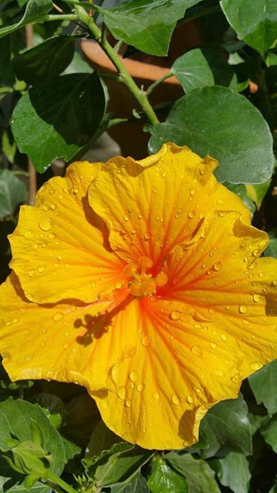 fiore giallo arancione