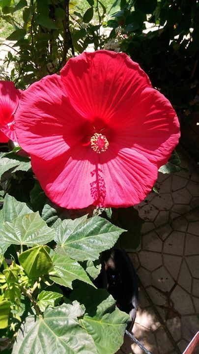 fiore rosso di una pianta per esterni