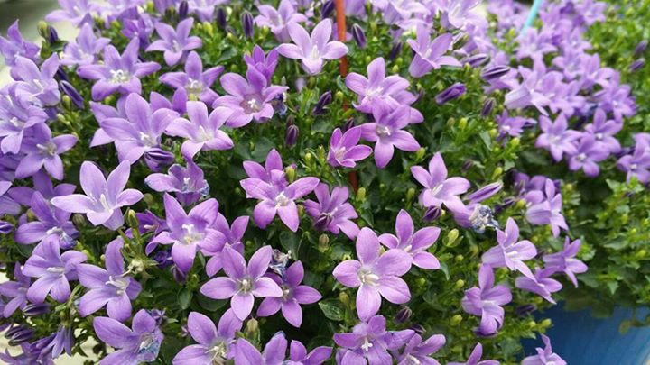 pianta con fiori viola e rosa