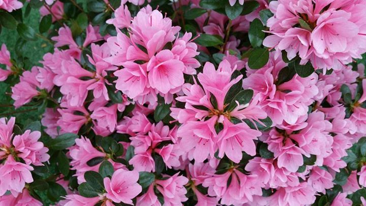 fiori per zone ombrose