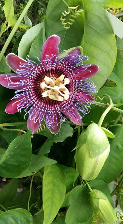 fiore giallo e viola