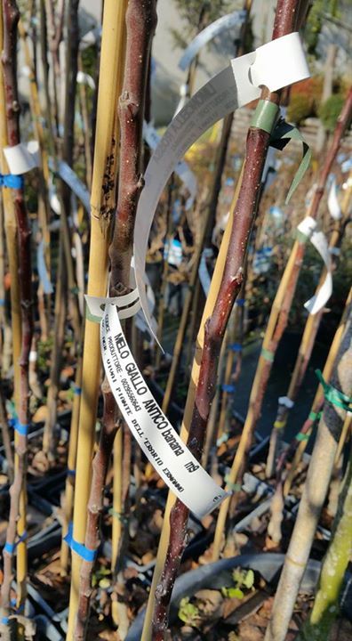 vendita di alberi da frutto