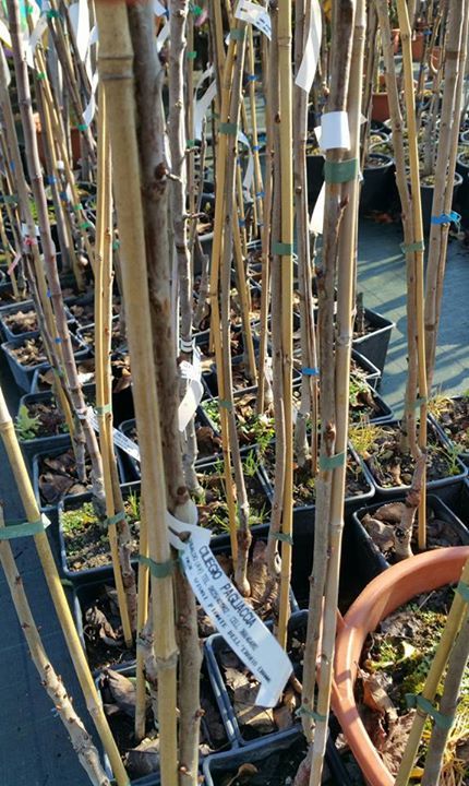 vivaio con alberi da frutto